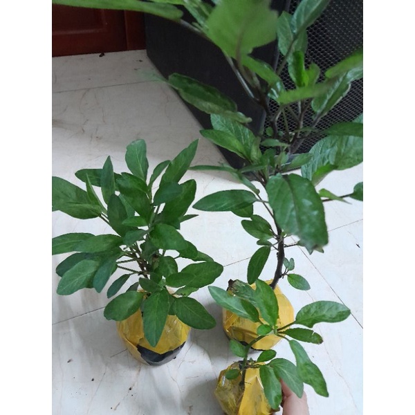 Cây giống dưa pepino nam mỹ
