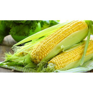 Hạt giống ngô vàng ngon ngọt siêu nhanh ra trái