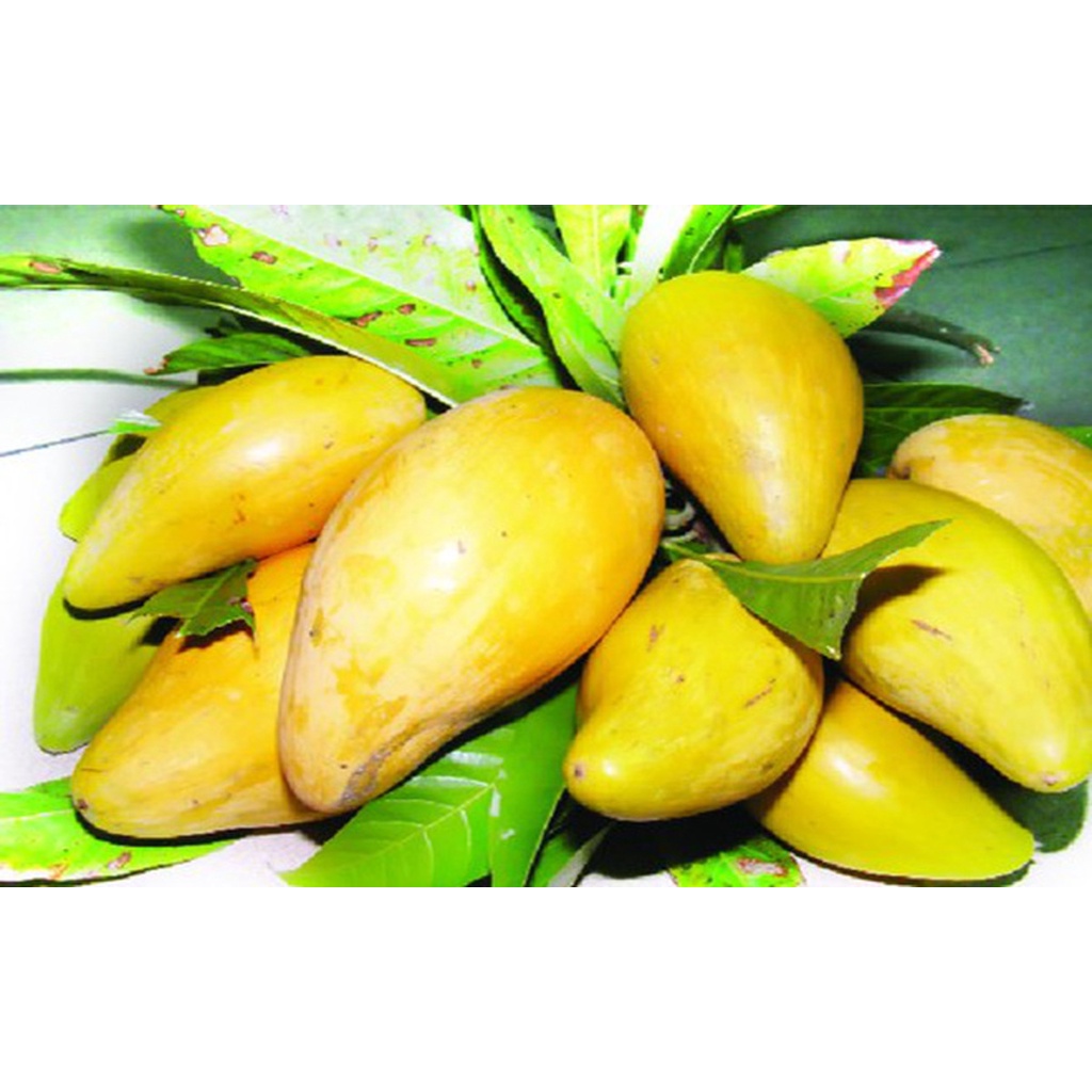 Quả trứng gà (Lêkima) tươi