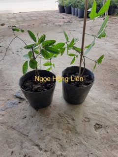 Hoa móng cop màu xanh