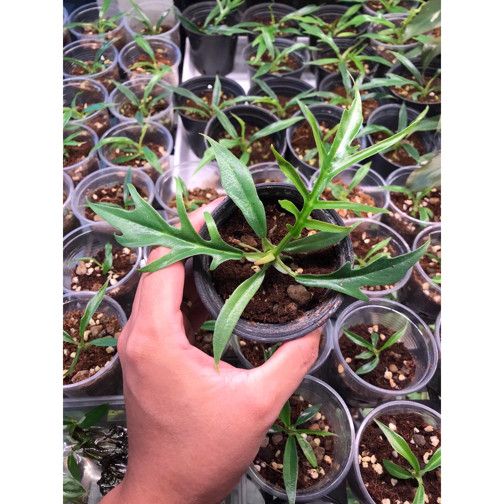 Cây Philodendron Tortum Bao Ship Toàn Quốc - cây giống, cây trang trí nhà, bàn làm việc