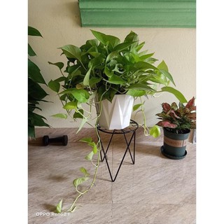 Chân sắt kê chậu cây kiểng size 220X270 .