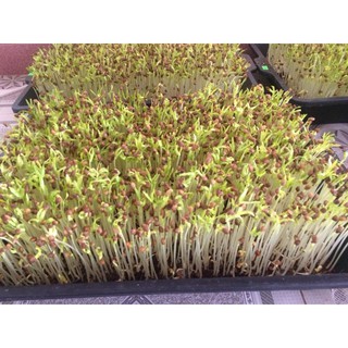 Hạt giống rau muống mầm