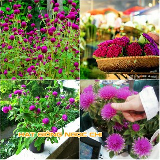 Hạt Giống Hoa Cúc Bách Nhật - 100 Hạt