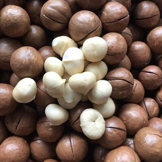 500gr Hạt Macca đặc sản Đắk Lắk