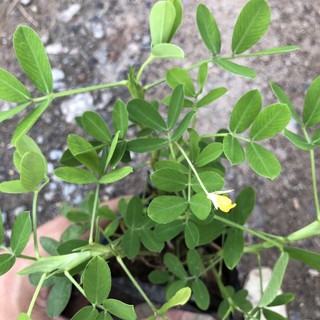 Bầu giống cỏ lạc