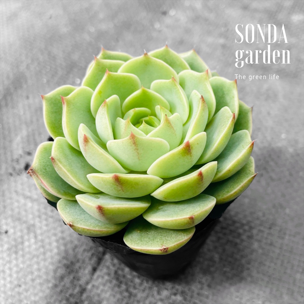 Sen đá vân mai SONDA GARDEN size bé 5-8cm, cây cảnh trang trí nhà cửa, lỗi 1 đổi 1
