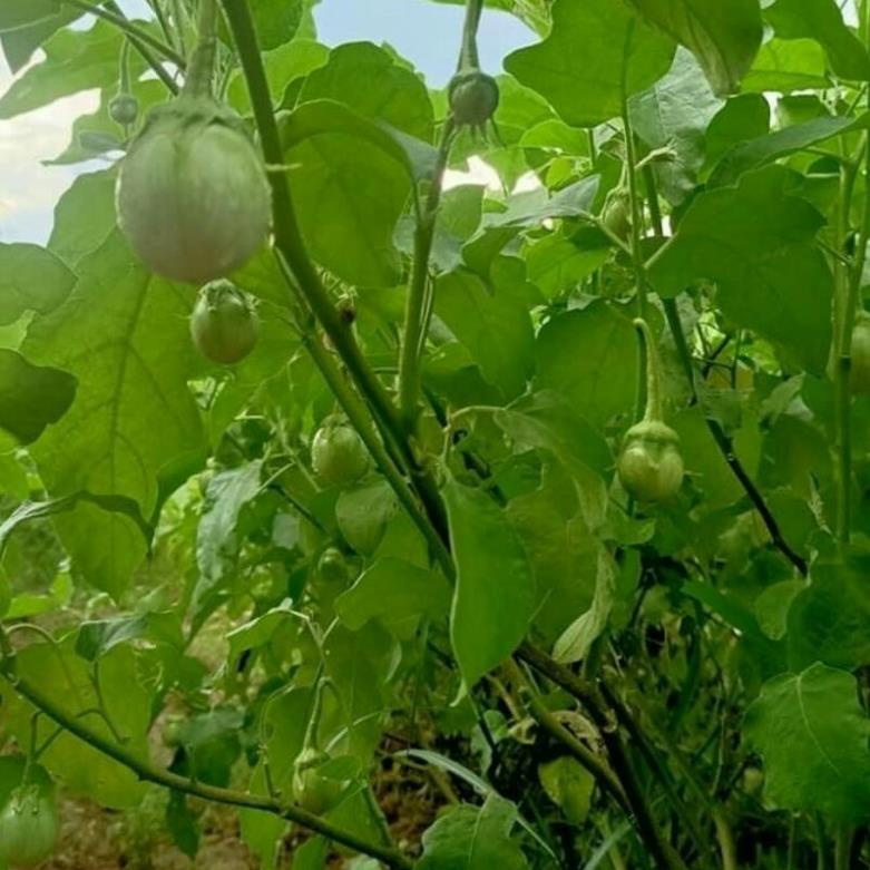 20h hạt giống cà ngọt cao sản lai F1 , nãy mầm tốt , thu hoạch năng suất cao khuyen mai
