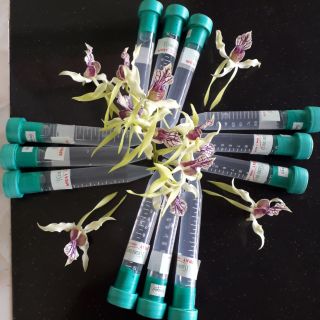 Thuốc kích mầm, kích hoa dạng phun  Keiki Duy spray