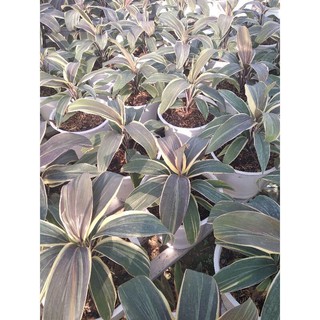 Cây huyết dụ Cordyline mocha latte/ Phát tài nâu