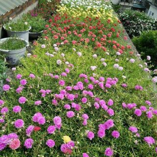 Hoa mười giờ