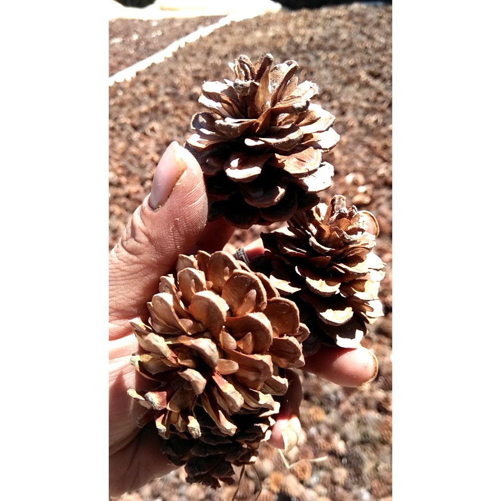 50 Quả thông khô