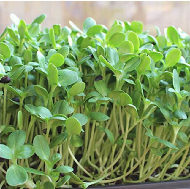 Hạt giống rau mầm hướng dương- gói 50gr