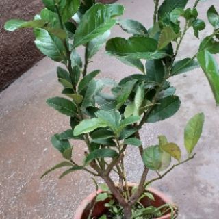 Cây Chanh Vàng Mỹ