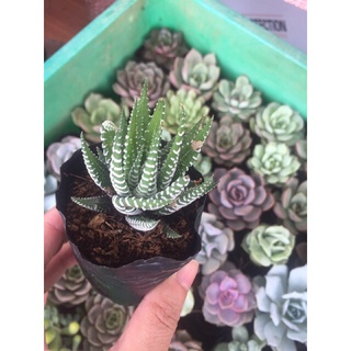 Sen đá móng rồng