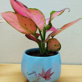 Cây vạn lộc đỏ