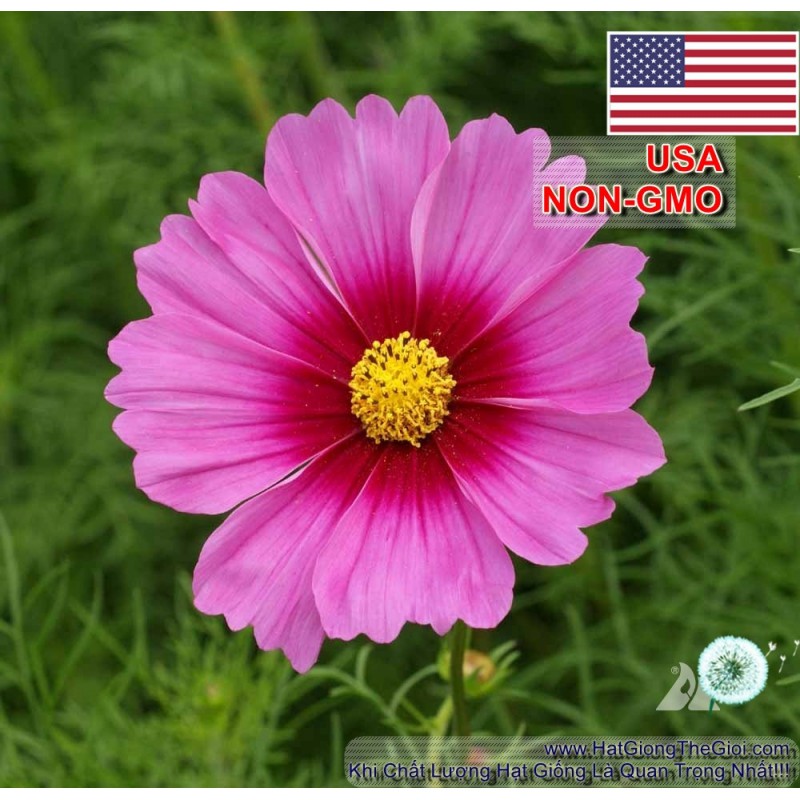 50h Hạt Giống Hoa Cúc Sao Nháy Hào Quang (C2.104| -KD: B12*V31*M380)