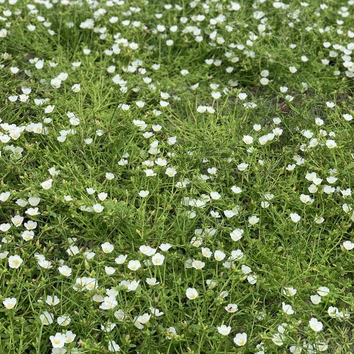 Hoa sam đơn 1kg combo 22 màu