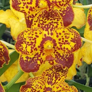 HOA LAN VANDA
