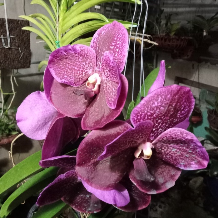 Lan Vanda Màu Tím Cực Đẹp - Vanda Robert Delight