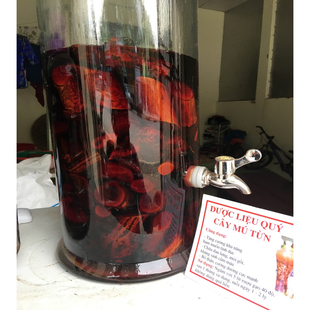 Rễ Mú Từn Tươi Sơn La -1Kg