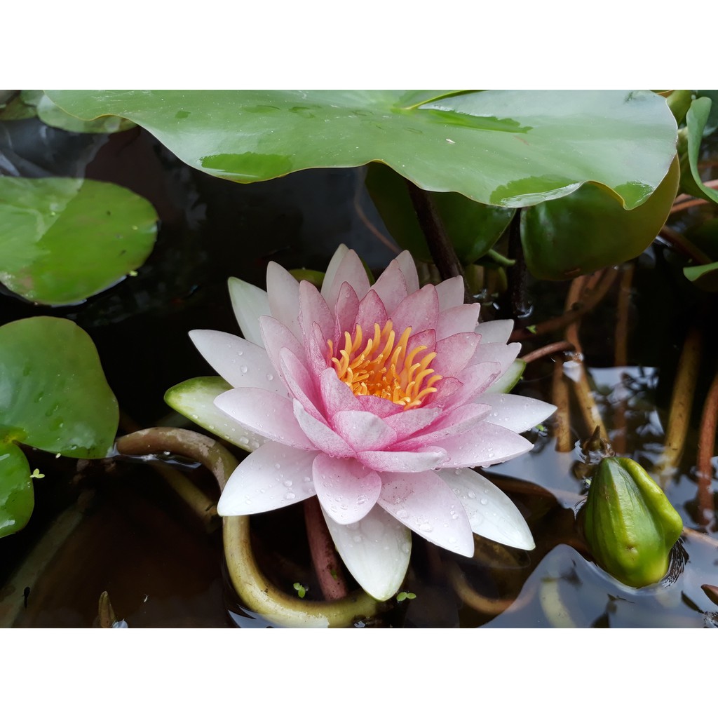 Cây hoa súng Thái Lan màu hồng phúc K-02