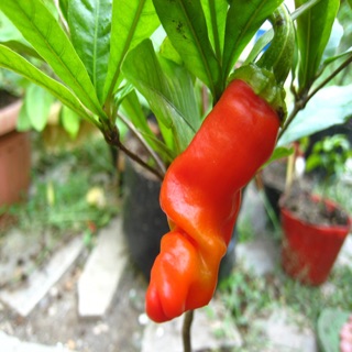 Hạt giống Ớt cu tí