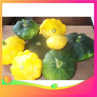 Hạt Giống Bí Đĩa Bay - 10 Hạt VIETGAR