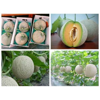 [GIÁ GỐC] Hạt Giống Dưa Lưới Xanh - 10 hạt