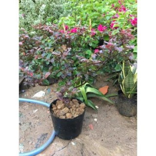 Cây Hồng phụng hoa đỏ rực , cây đẹp, giống chuẩn