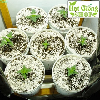 Đá Perlite-Đá trân châu (túi 200gram) Size 2-5mn
