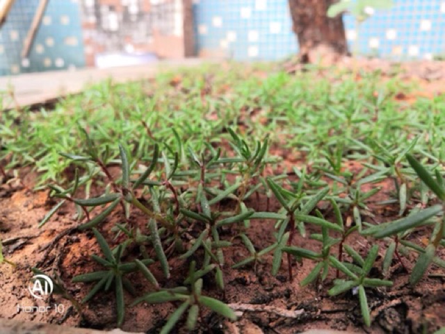 HẠT GIỐNG HOA 10 GIỜ MỸ KÉP MIX MÀU 1000 hạt