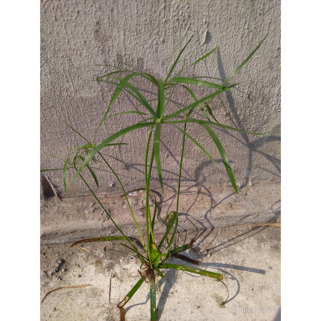 Cây thủy trúc - Cây thủy sinh