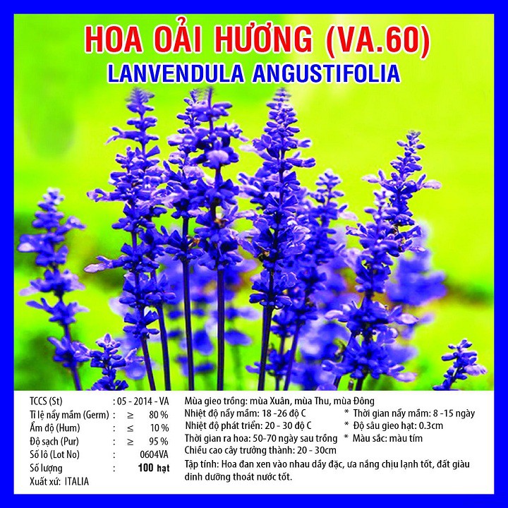 Hạt giống hoa oải hương gói 100 hạt xuất xứ Đức