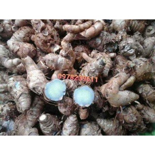 củ nghệ đen tươi 1kg