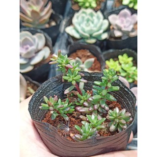 Sen đá sedum gạo tím (sedum nếp cẩm)