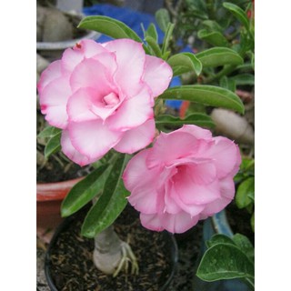 Cây sứ Kỳ Duyên