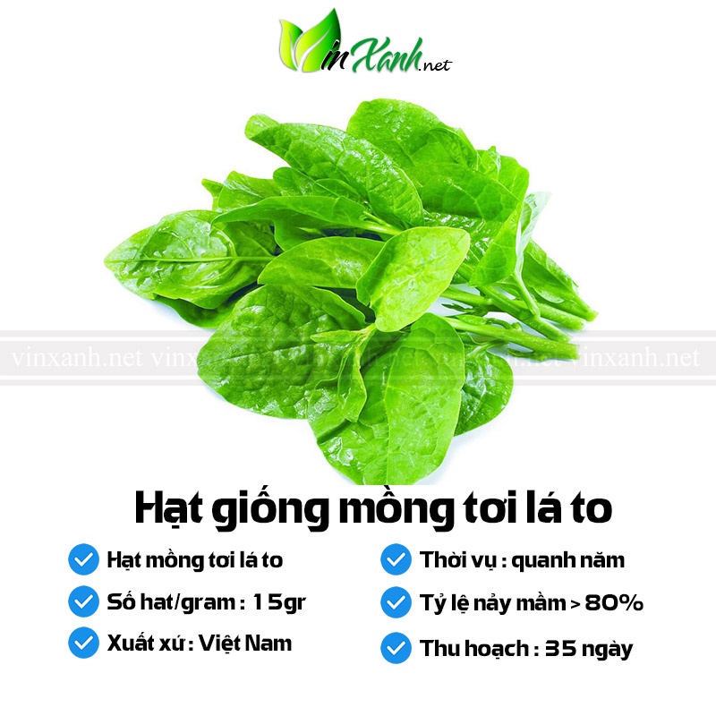 Hạt giống rau mồng tơi lá to - NGUYÊN GÓI hàng Công ty tuyển chọn tỷ lệ nảy mầm cao