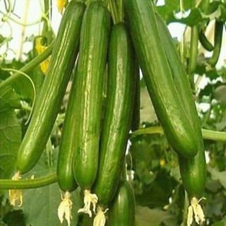 COMBO 10 GÓI HẠT GIỐNG DƯA CHUỘT CHÙM