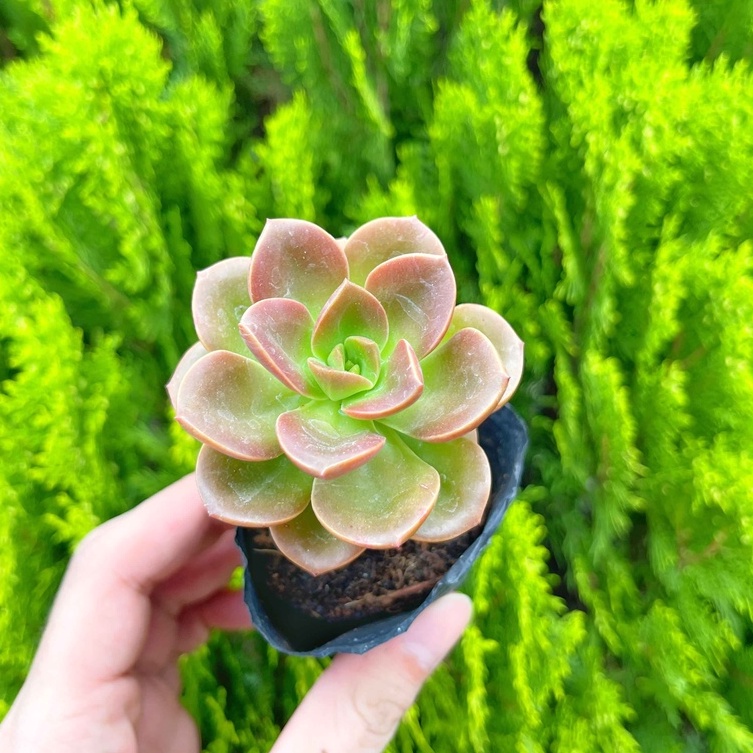 Sen đá nhật nguyệt 5-7cm
