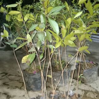 Cây cherry brazil