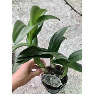 Phân dê đặt gốc lan