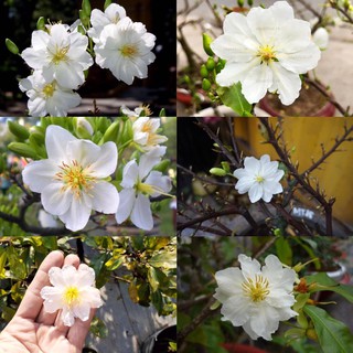 2 cây giống mai trắng