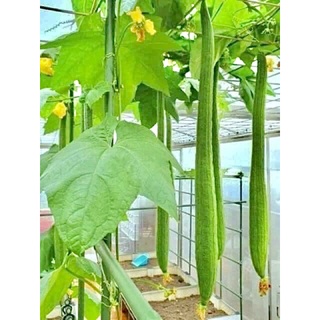 HẠT GIỐNG MƯỚP HƯƠNG TRÁI DÀI DỄ TRỒNG