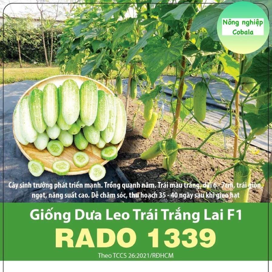 Hạt Giống Dưa Leo Trắng Lai F1 (RADO1339) 1gr