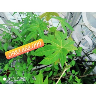Đất trồng cây