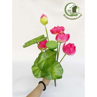 Hoa sen giả - Bụi sen lá cuốn lớn