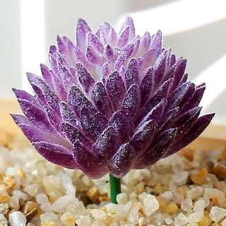 Artificial succulents, floristry, artificial flowers, plastic artificial plants
