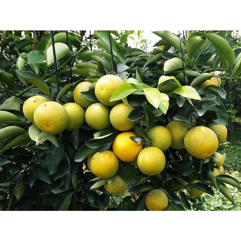 Phân Bón 6-30-30 tăng vị ngọt, phẩm chất, màu sắc cây ăn trái,m, quang nông
