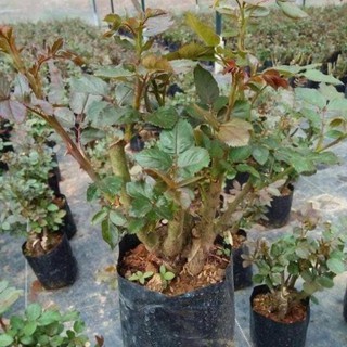 Gốc hoa hồng đại, hồng ngoai rẽ trần ,đã kích rễ, hoa siêu đẹp đủ màu, đảm bảo y hình, tỷ lệ sống rất cao
